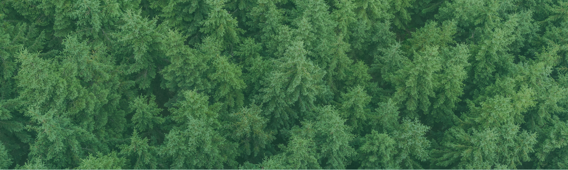 Image of trees from above