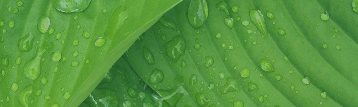 Image of leaves close up with water droplets