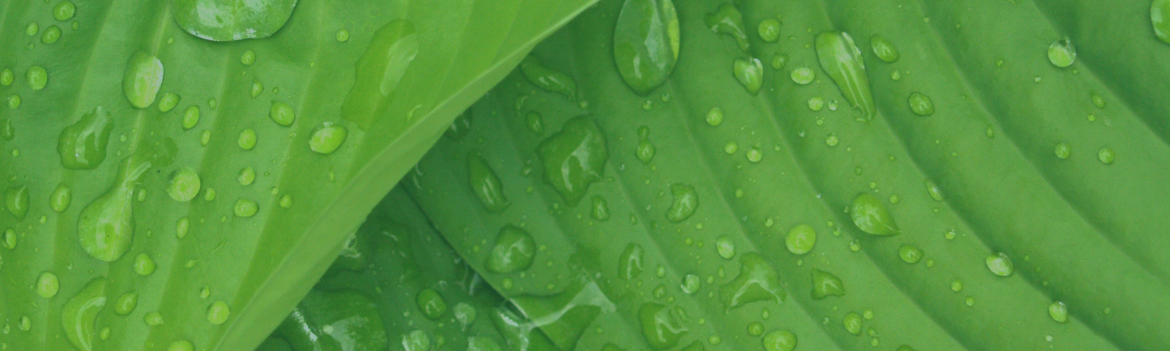 leaves with water droplets