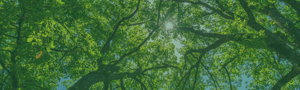 Picture of tree branches